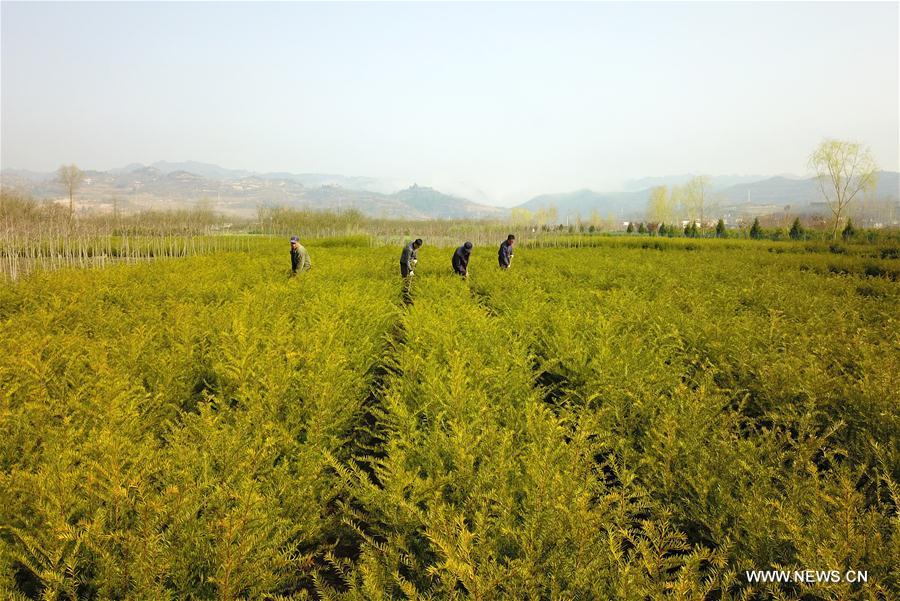 CHINA-GANSU-HUIXIAN-POVERTY ALLEVIATION-TREE NURSERY (CN)