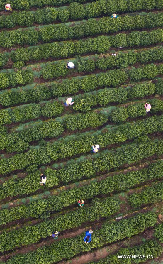 CHINA-JIANGSU-SUZHOU-TEA-HARVEST (CN)