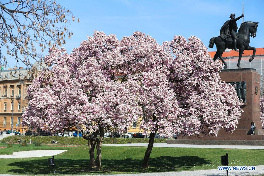 CROATIA-ZAGREB-FLOWERS