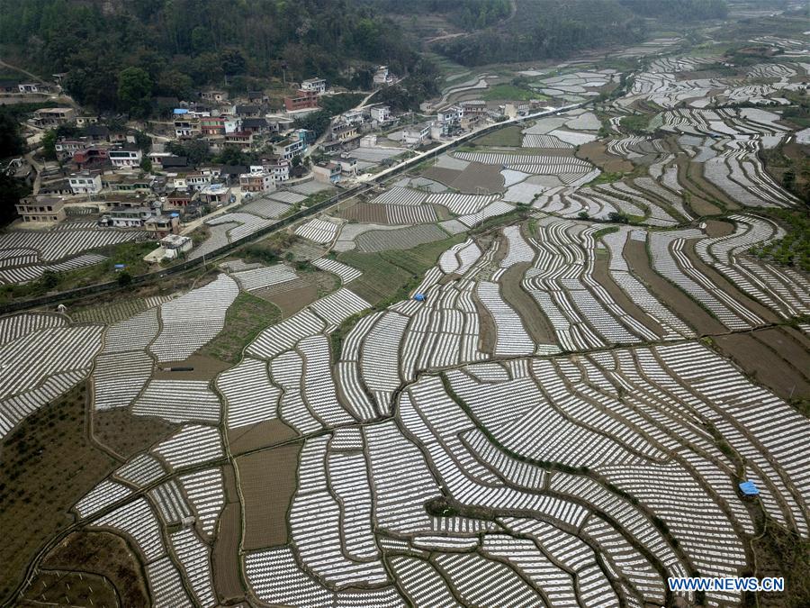 #CHINA-GUIZHOU-SPRING-VEGETABLE BASE(CN)