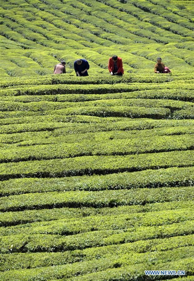 #CHINA-HUBEI-TEA FARM (CN)