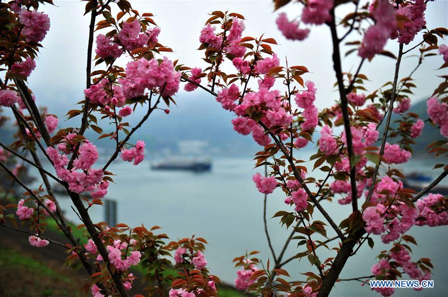 #CHINA-HUBEI-YICHANG-CHERRY BLOSSOMS (CN)