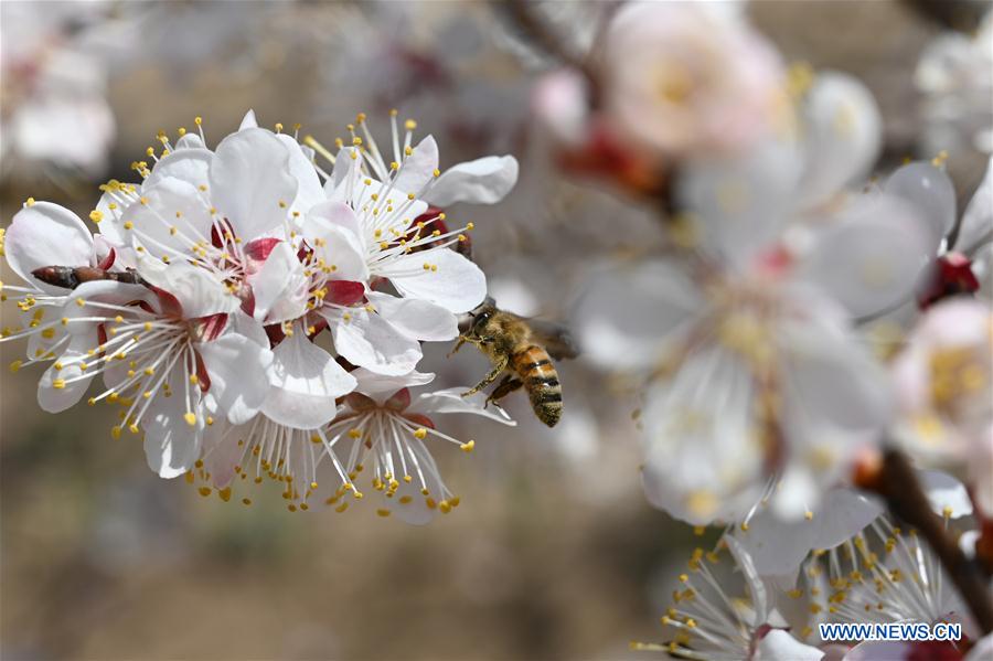 CHINA-GANSU-APRICOT FLOWERS (CN)