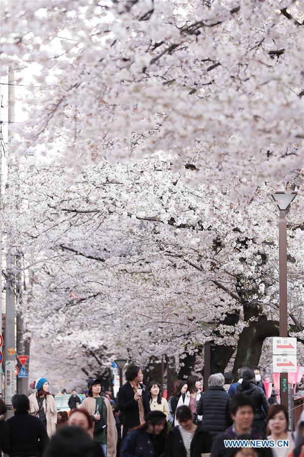 JAPAN-TOKYO-MEGURO RIVER-CHERRY BLOSSOM