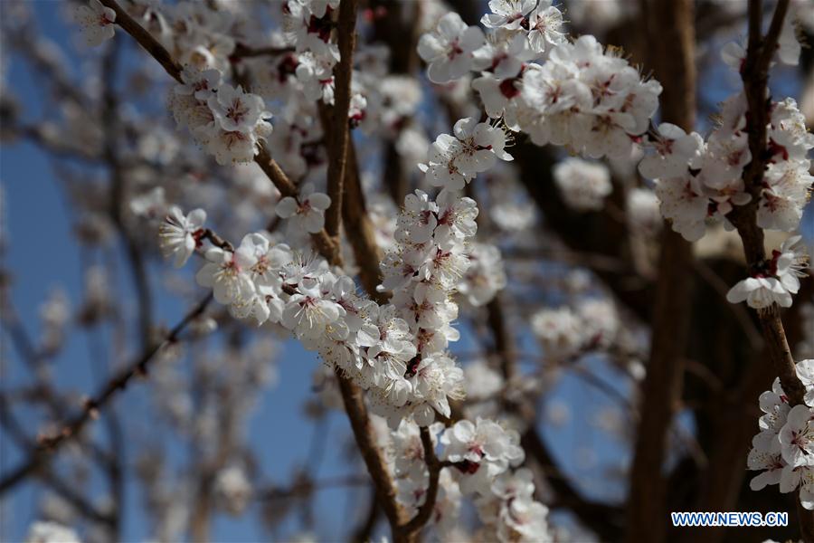 #CHINA-DUNHUANG-APRICOT FLOWERS (CN)