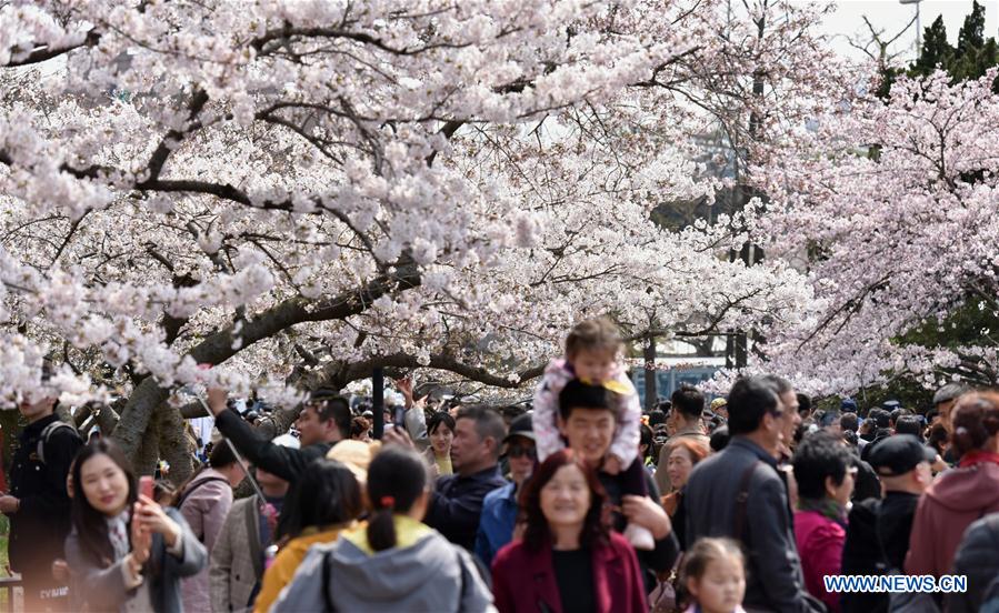 #CHINA-QINGDAO-CHERRY BLOSSOMS (CN)