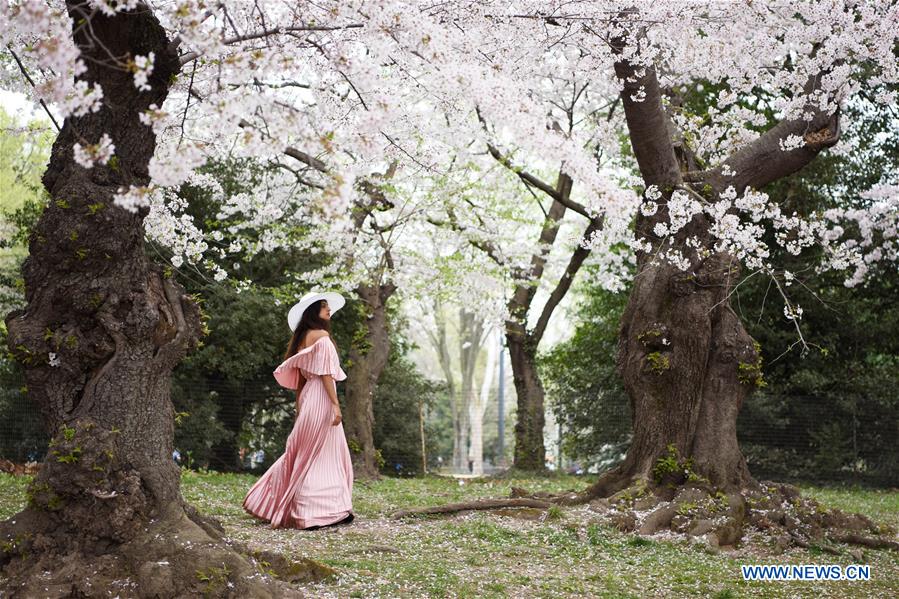 U.S.-WASHINGTON D.C.-CHERRY BLOSSOM