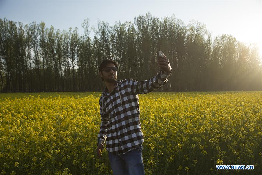 KASHMIR-SRINAGAR-MUSTARD BLOSSOM SCENERY