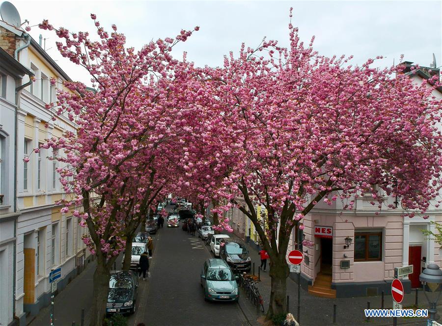 GERMANY-BONN-CHERRY-BLOSSOM