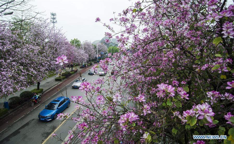 #CHINA-GUANGXI-LIUZHOU-FLOWERS (CN)