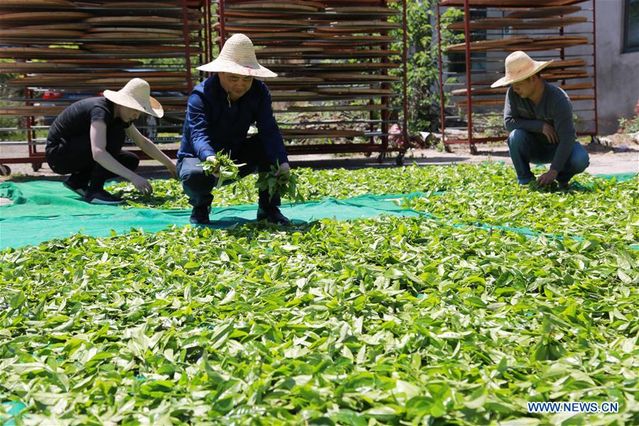 #CHINA-FUJIAN-GUYU-TEA MAKING (CN)