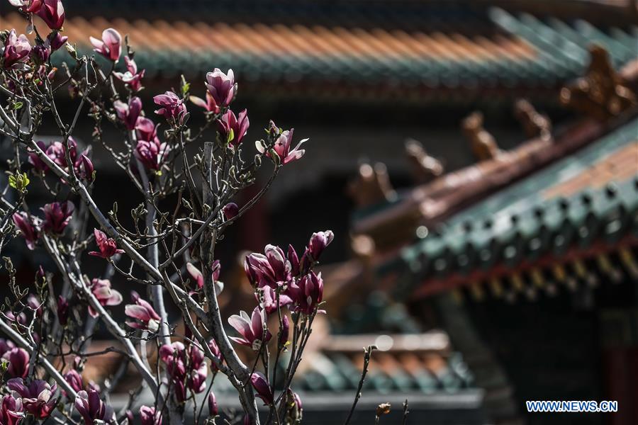 CHINA-LIAONING-SHENYANG-MAGNOLIA FLOWERS (CN)