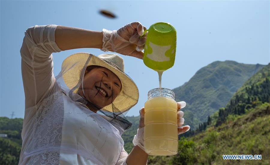 #CHINA-HUBEI-YICHANG-ECONOMY-BEE-HONEY (CN)