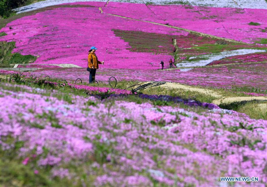 CHINA-ANHUI-FLOWERS-TOURISM (CN)