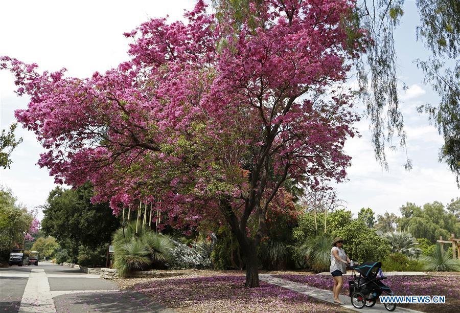 UNITED STATES-LOS ANGELES-COUNTY ARBORETUM AND BOTANIC GARDEN