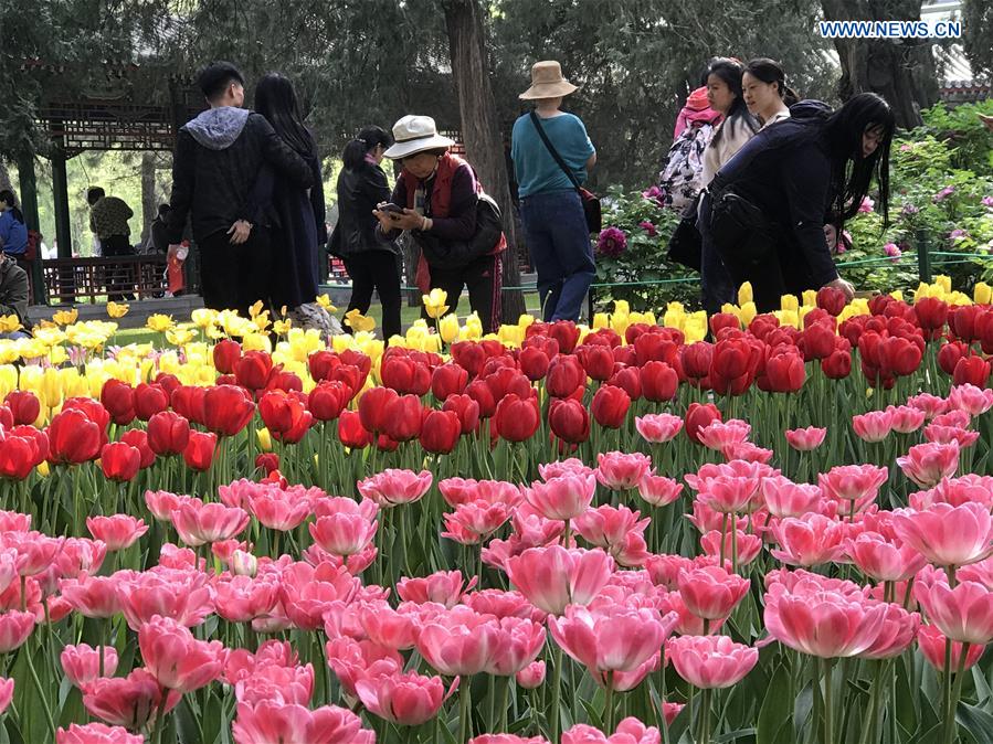 (BeijingCandid)CHINA-BEIJING-SPRING-FLOWERS (CN)