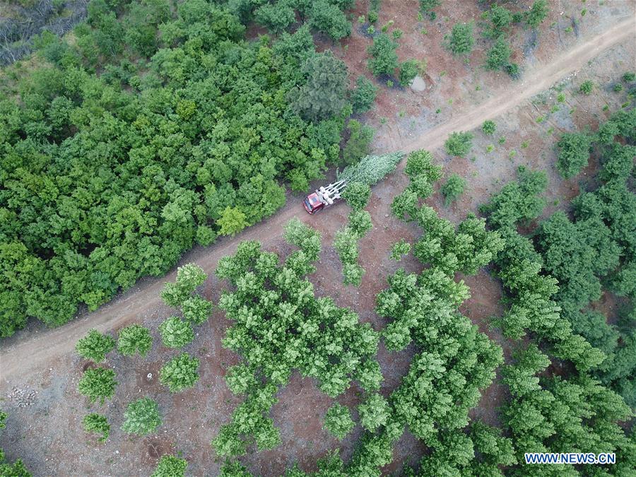 CHINA-ANHUI-FEIXI-SAPLING INDUSTRY (CN)