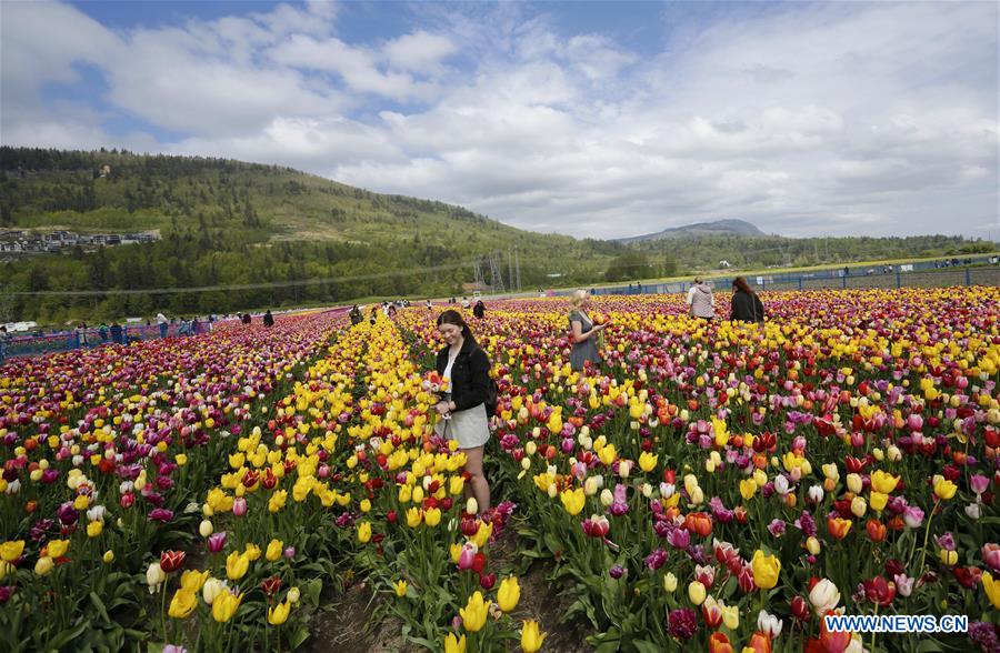 CANADA-ABBOTSFORD-TULIP FESTIVAL