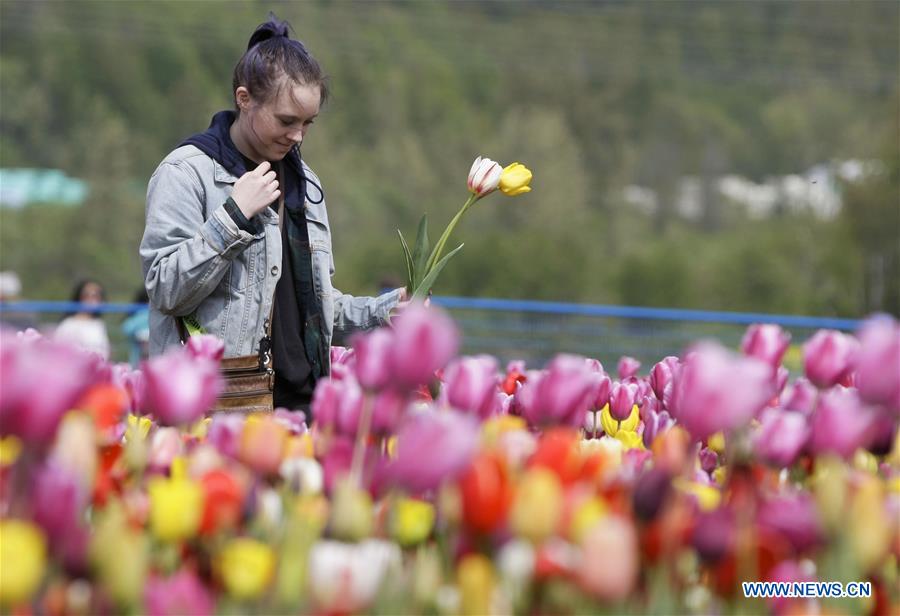 CANADA-ABBOTSFORD-TULIP FESTIVAL