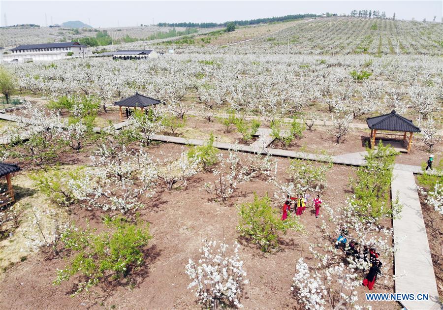 CHINA-JILIN-PEAR ORCHARD (CN)