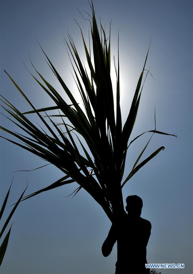 KASHMIR-JAMMU-SUGARCANE