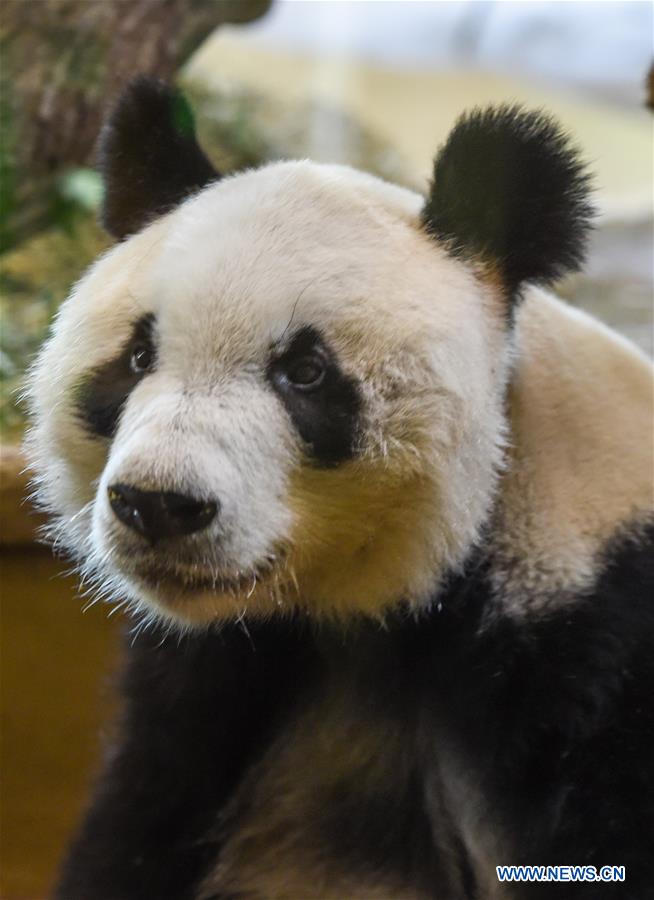 AUSTRIA-VIENNA-GIANT PANDA-YUAN YUAN