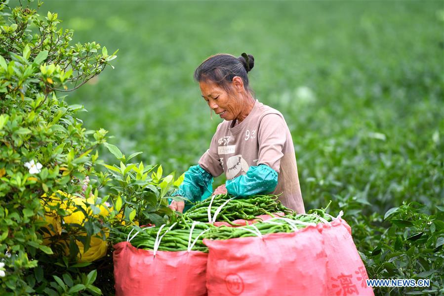 #CHINA-GUANGXI-LIUZHOU-PEPPERS-HARVEST(CN)