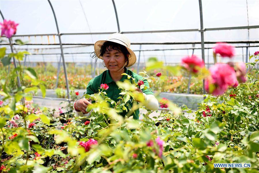 CHINA-ANHUI-TONGYANG-FLOWER ECONOMY(CN)