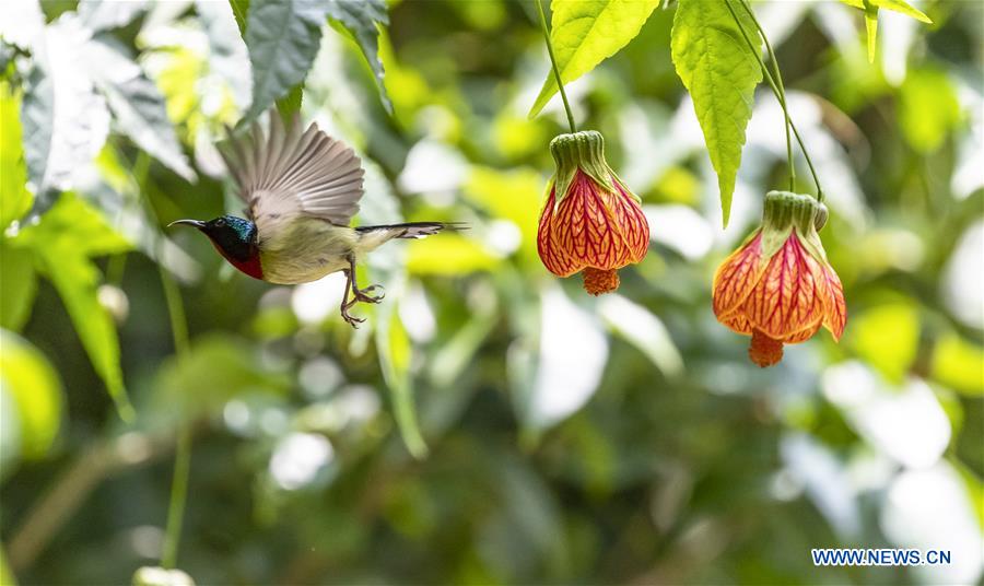 #CHINA-CHONGQING-SUNBIRD (CN)