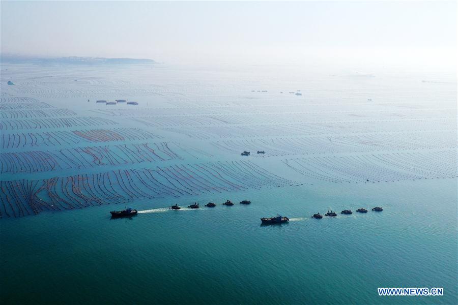 #CHINA-SHANDONG-RONGCHENG-KELP-HARVEST (CN)