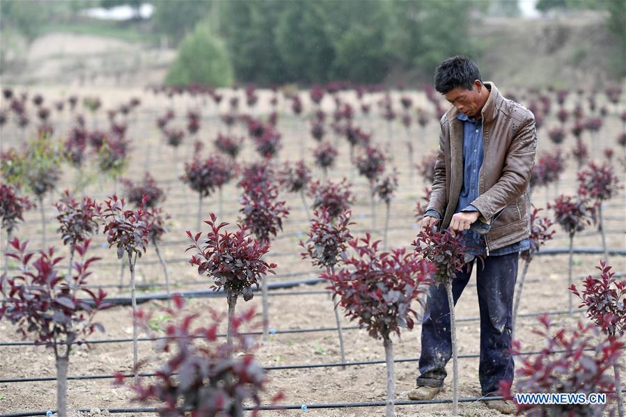 CHINA-NINGXIA-POVERTY ALLEVIATION (CN)