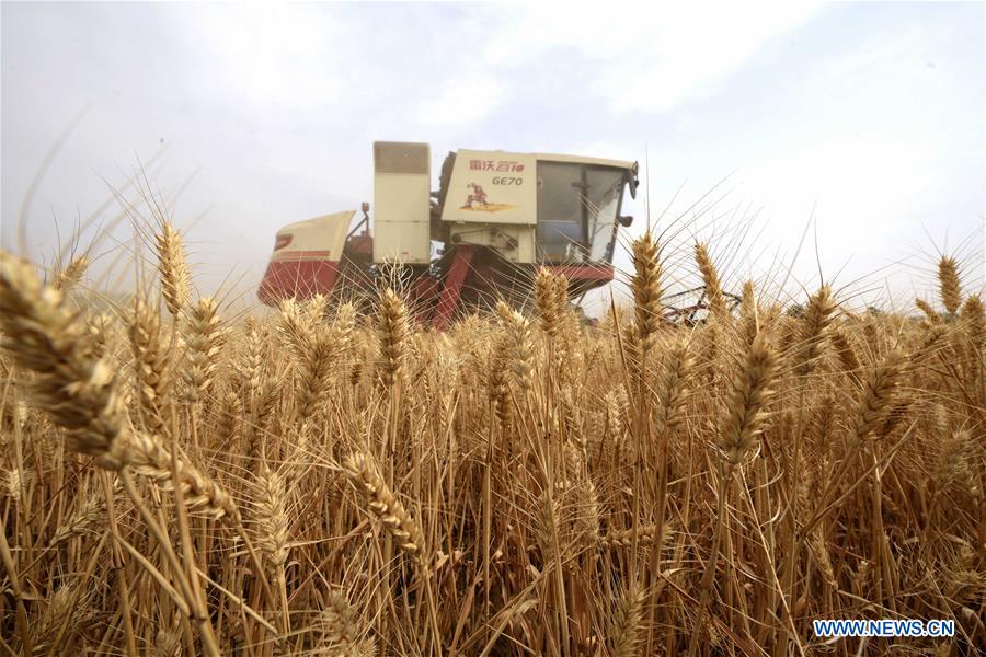 CHINA-HEBEI-WHEAT-HARVEST (CN)