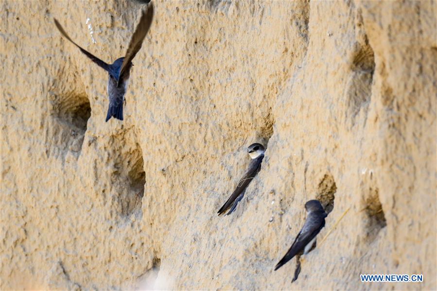 CHINA-BAICHENG-ANIMAL-BANK SWALLOW (CN)