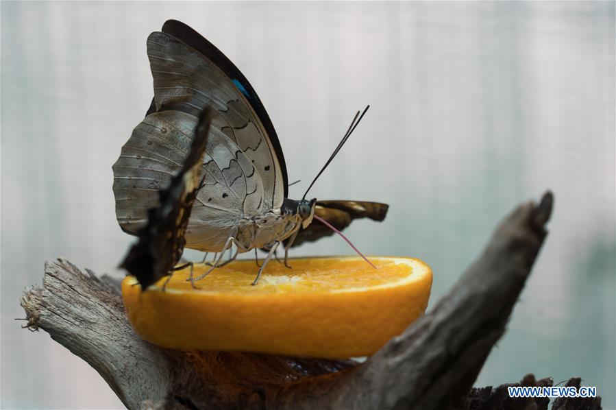 HUNGARY-BUDAPEST-ZOO-BUTTERFLY