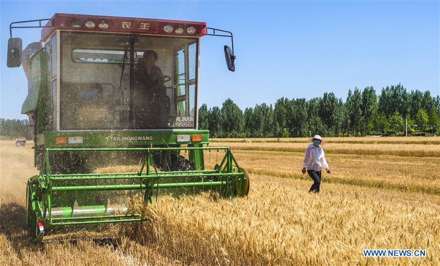 CHINA-HEBEI-WHEAT-HARVEST (CN)