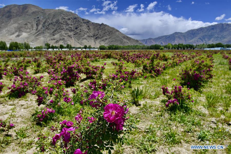 CHINA-TIBET-FLOWER ECONOMY (CN)