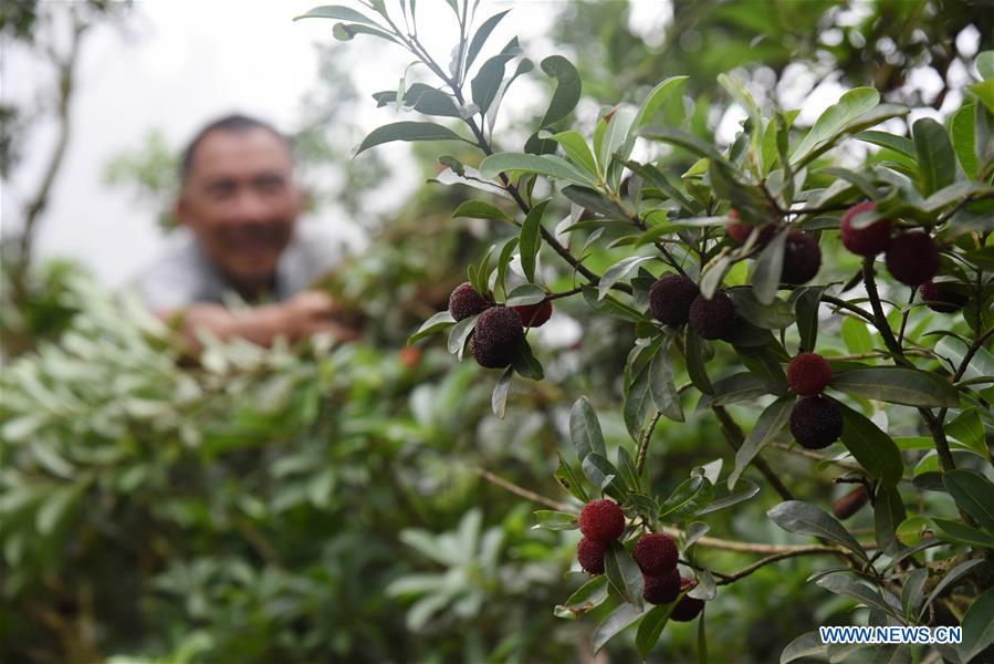 #CHINA-CHINESE BAYBERRY-HARVEST (CN)