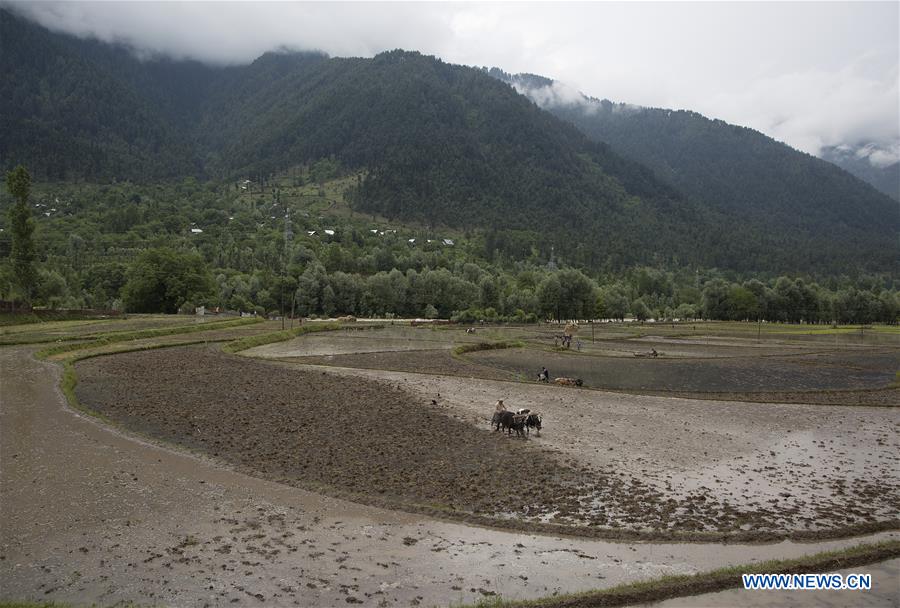 KASHMIR-SRINAGAR-FARMING