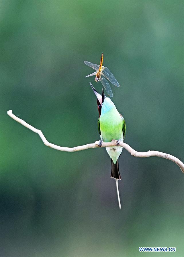 CHINA-FUJIAN-NANPING-BLUE-THROATED BEE EATERS (CN)