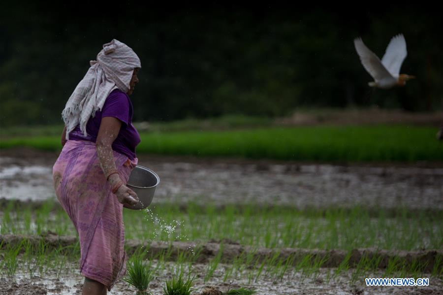 NEPAL-LALITPUR-MONSOON-PADDY FIELD