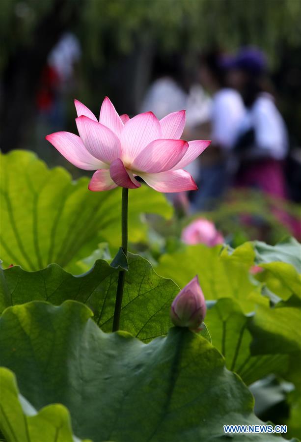 #CHINA-JIANGSU-SUZHOU-LOTUS FLOWERS (CN)