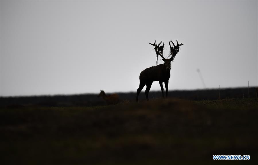 CHINA-JIANGSU-MILU NATIONAL NATURE RESERVE-POPULATION-GROWTH (CN)