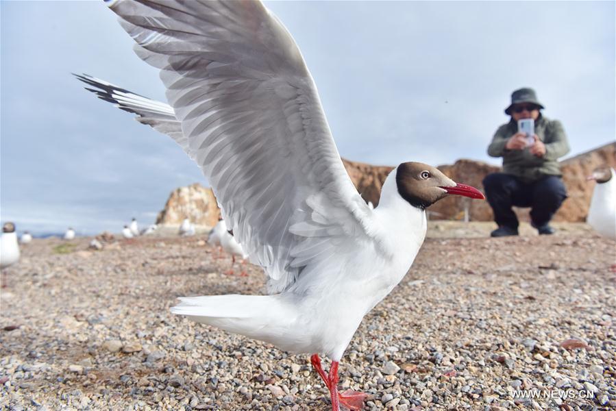 CHINA-TIBET-NAM CO-GULLS(CN)