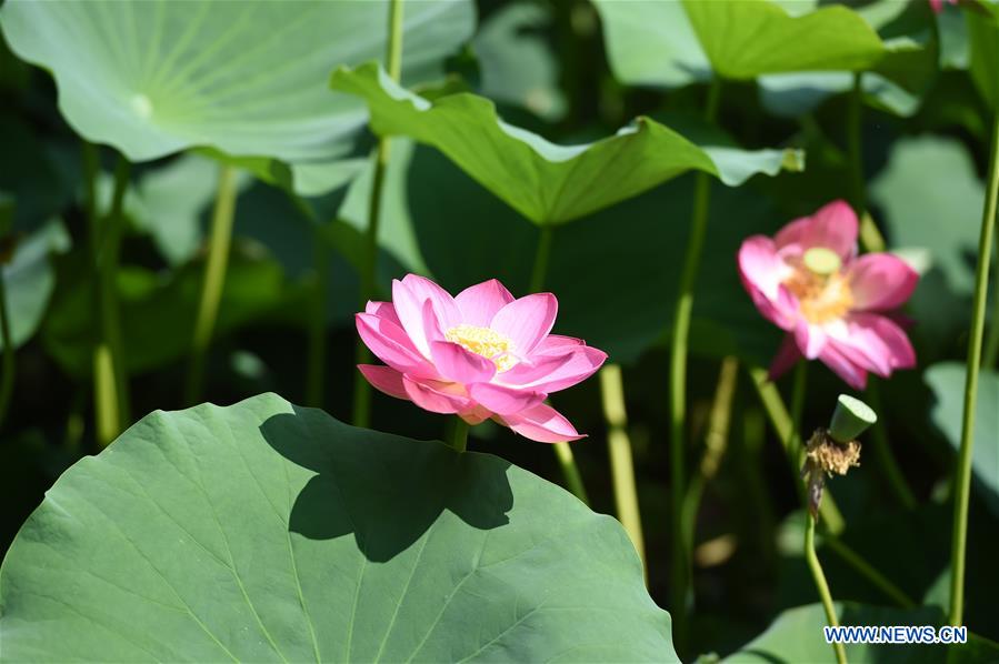 CHINA-INNER MONGOLIA-HOHHOT-LOTUS FLOWER (CN)