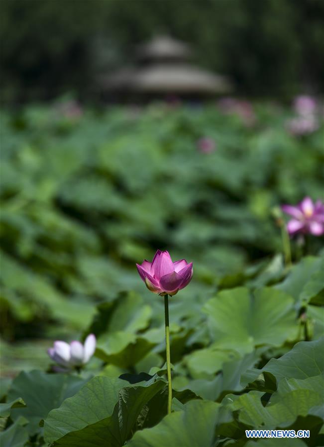 CHINA-YINCHUAN-LOTUS-BLOSSOM(CN)