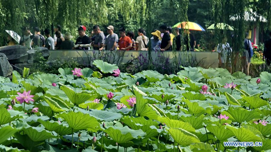 CHINA-BEIJING-YUANMINGYUAN-LOTUS-TOURISM (CN)