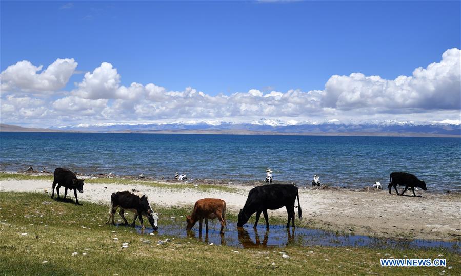 CHINA-TIBET-LHASA-MAPAM YUMCO LAKE-SCENERY (CN)