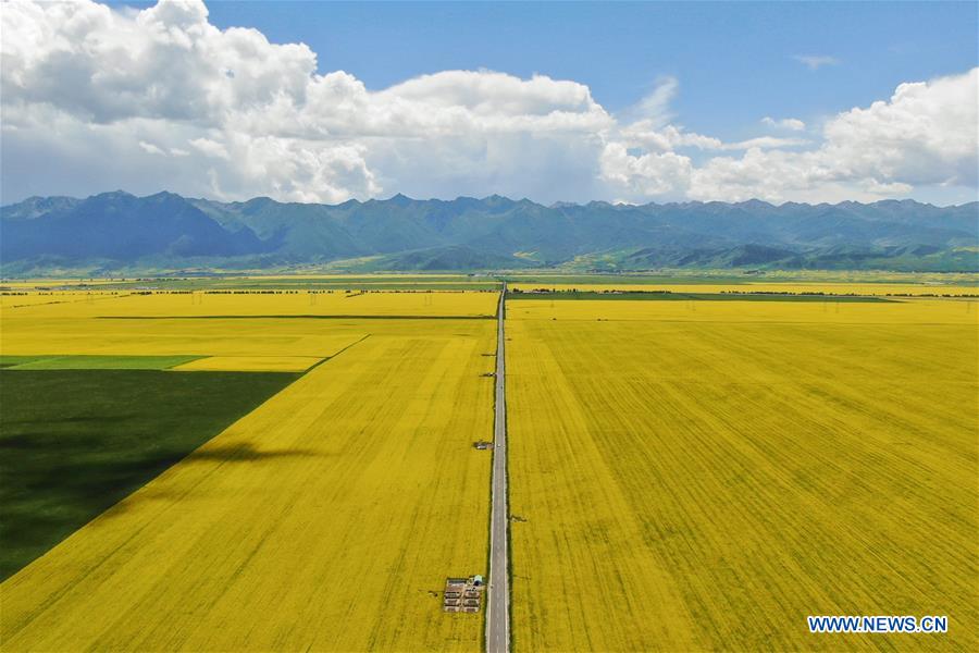 CHINA-QINGHAI-MENYUAN-COLE FLOWER FIELDS (CN)