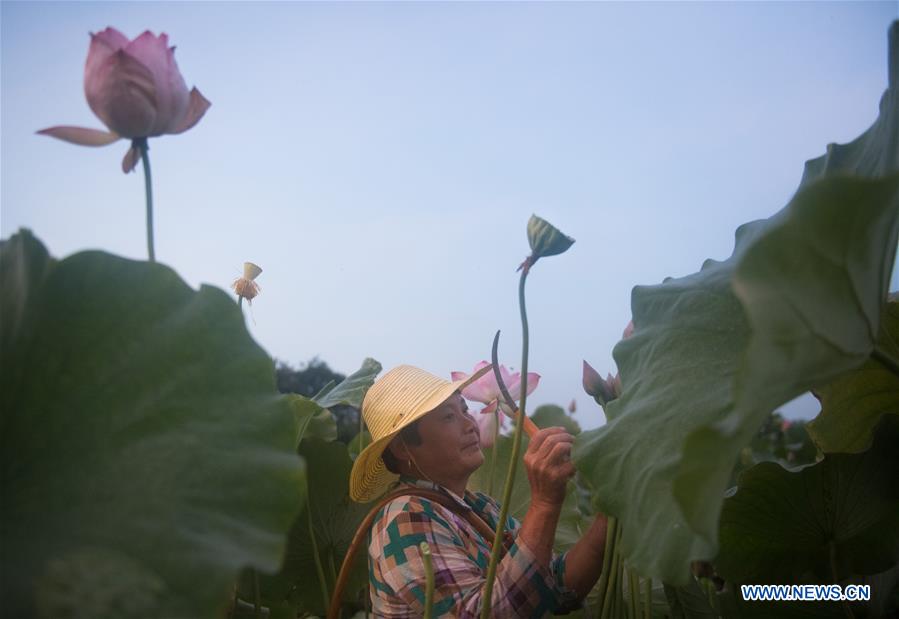 CHINA-ZHEJIANG-JIANDE-LOTUS-ECONOMY (CN)