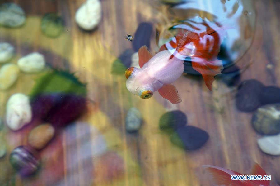 CHINA-BEIJING-PALACE MUSEUM-GOLDFISH-EXHIBITION (CN)